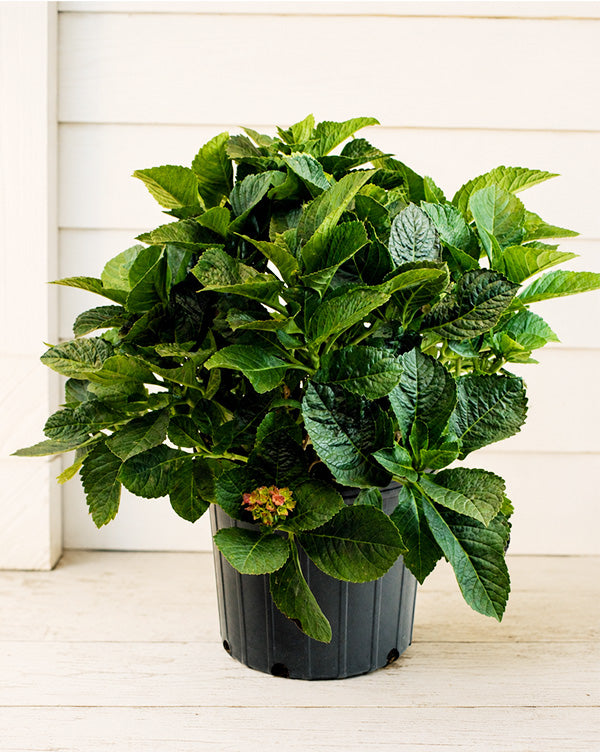 Nikko Blue Hydrangea Live Plant
