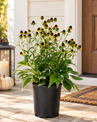 1 Gal Black-Eyed Susan Rudbeckia Live Perennial Plant