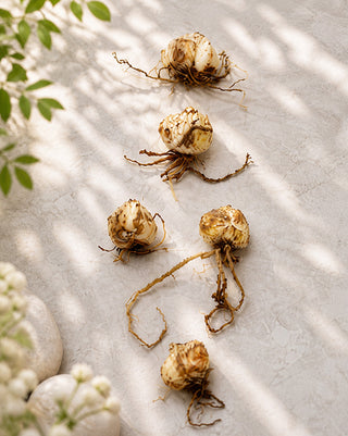 Award-Winning Casa Blanca Lily Bulbs, Set of 5