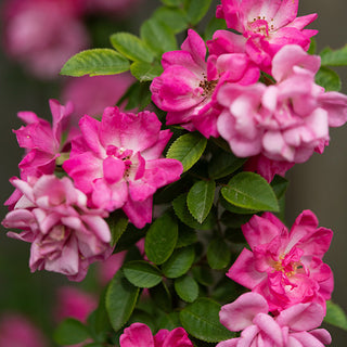 Rose 'Peggy Martin' 3 Gallon Live Climbing Rose Plant