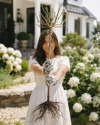 Bare Root Impatient Tree Rose Live Plant