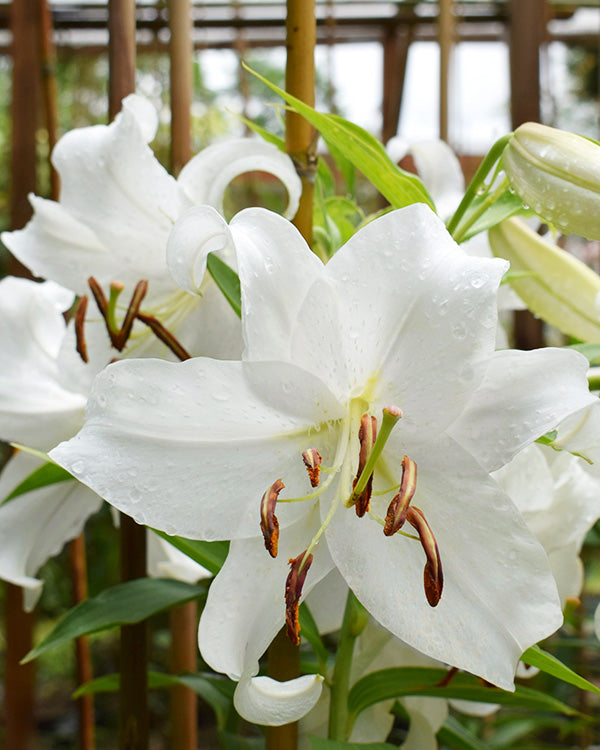 Award-Winning Casa Blanca Lily Bulbs, Set of 5