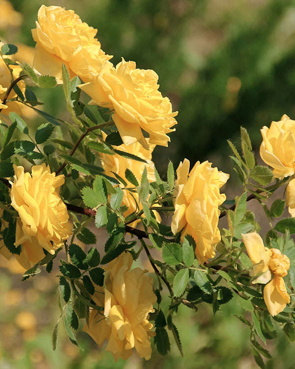 Julia Child Butter-Gold Fragrant Tree Rose Floribunda