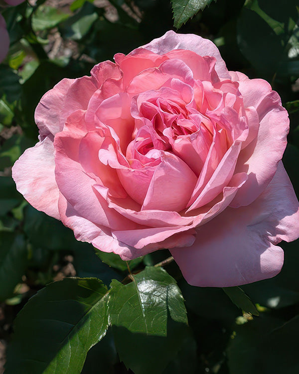 Romantic Ball Gown Rose - Bare Root Set of 2