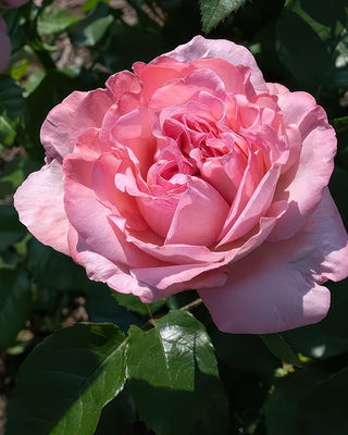 Romantic Ball Gown Rose - Bare Root Set of 2