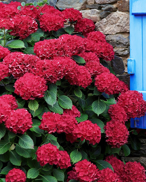 Hydrangea Red Beauty in One Gallon Pot