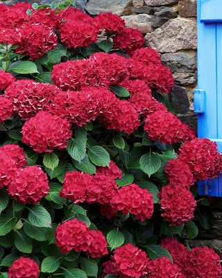 Hydrangea Red Beauty in One Gallon Pot