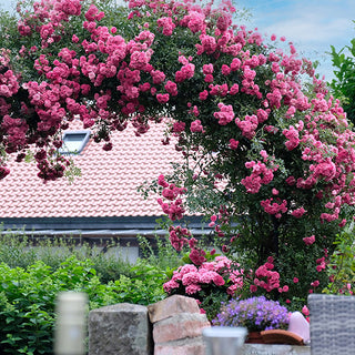 Zephirine Drouhin climbing rose covering garden trellis with pink flowers