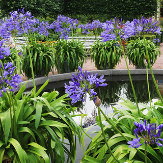 Blooming Blue Perennial Lily of the Nile Plant in One Gallon Pot