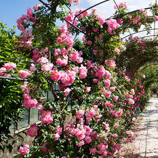 Rose 'Peggy Martin' 3 Gallon Live Climbing Rose Plant