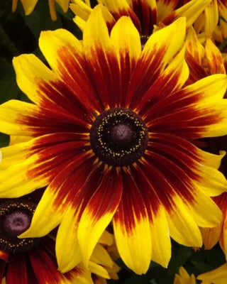 1 Gal Black-Eyed Susan Rudbeckia Live Perennial Plant