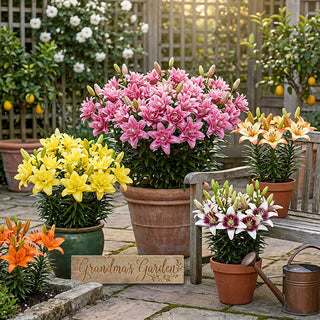 Mixed color Asiatic lilies in terra cotta pots arranged on garden patio