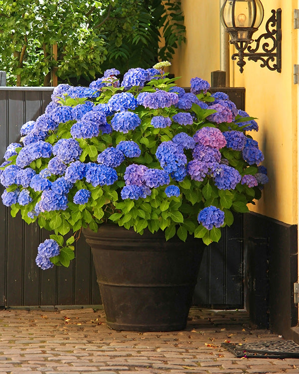 Nikko Blue Hydrangea Live Plant