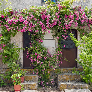 Rose 'Peggy Martin' 3 Gallon Live Climbing Rose Plant