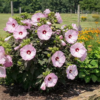 Light pink hibiscus bush blooming garden landscape