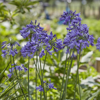 Blooming Blue Perennial Lily of the Nile Plant in One Gallon Pot