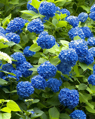 Nikko Blue Hydrangea Live Plant
