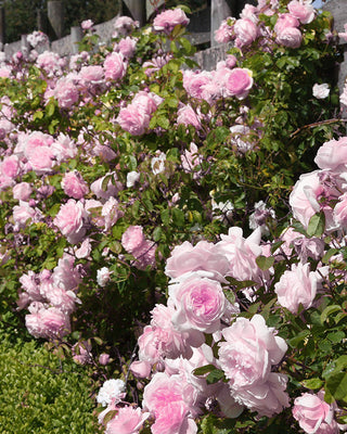 Earth Angel Parfuma Bare Root Rose, Set of 5
