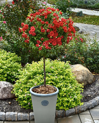 Bare Root Impatient Tree Rose Live Plant