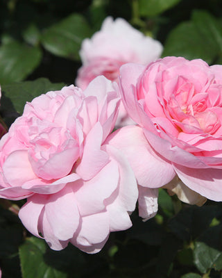 Romantic Ball Gown Rose - Bare Root Set of 2