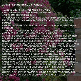 Product specifications for Zephirine Drouhin climbing rose bare root 2-pack 