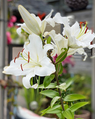 Award-Winning Casa Blanca Lily Bulbs, Set of 5