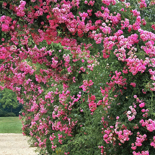 Rose 'Peggy Martin' 3 Gallon Live Climbing Rose Plant