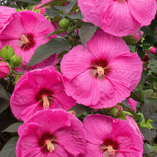 Bright pink hibiscus flowers close-up vibrant petals