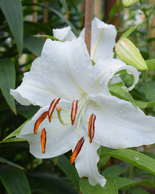 Award-Winning Casa Blanca Lily Bulbs, Set of 5