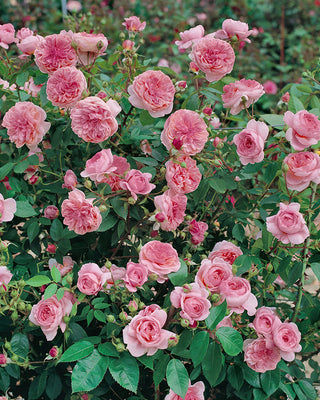Romantic Ball Gown Rose - Bare Root Set of 2