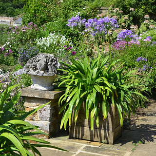 Blooming Blue Perennial Lily of the Nile Plant in One Gallon Pot