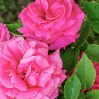 Semi-double pink rose blooms on thornless Zephirine Drouhin climbing rose