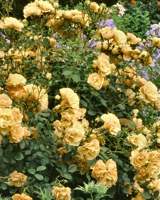 Julia Child Butter-Gold Fragrant Tree Rose Floribunda