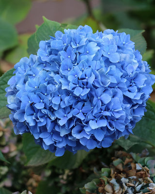 Nikko Blue Hydrangea Live Plant