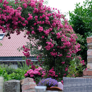 Rose 'Peggy Martin' 3 Gallon Live Climbing Rose Plant