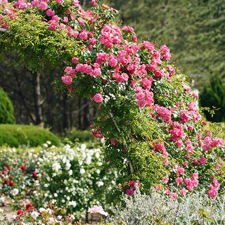 Zephirine Drouhin climbing rose trained on garden arbor with abundant pink blooms