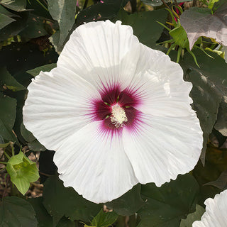 White hibiscus flower macro red center detail