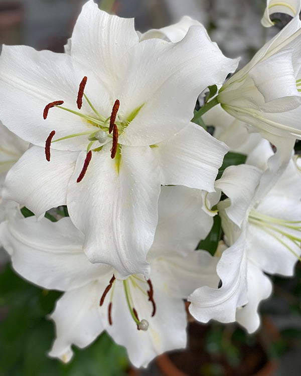 white lily bulb Award-Winning Casa Blanca Lily Bulbs, Set of 5