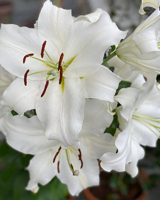 Award-Winning Casa Blanca Lily Bulbs, Set of 5