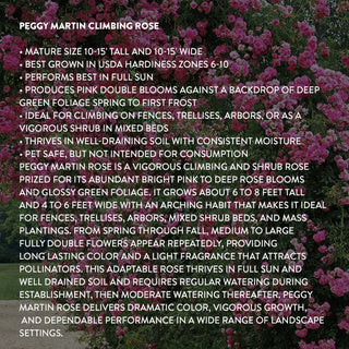 Rose 'Peggy Martin' 3 Gallon Live Climbing Rose Plant