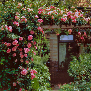 Pink climbing roses covering doorway pergola in cottage garden setting