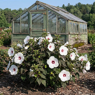 Hibiscus shrub garden greenhouse outdoor landscaping plant