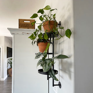 Vertical black metal wall plant holder displaying terracotta pots with lush pothos and silver-leaf plants.