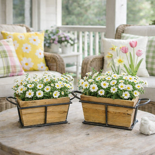 Two rustic wood planter boxes with metal frames filled with white daisies on porch coffee table with wicker furniture