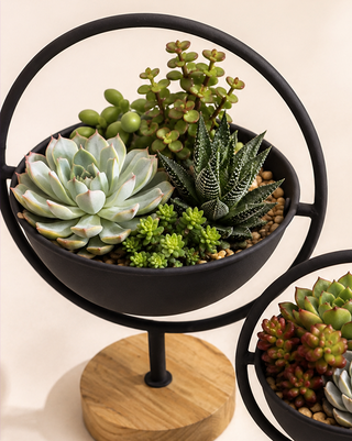 Blackened Iron Orbit Bowls on Wood Pedestals, Set of 2