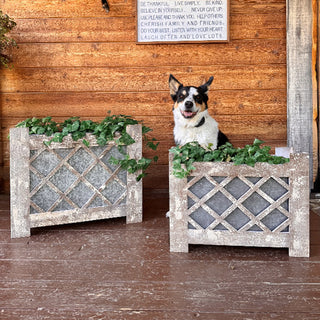Farmhouse porch planters with greenery and dog
