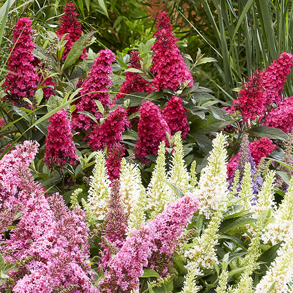 can you plant buddleia in pots Buddleia Live Plants in Pots, Set of Three