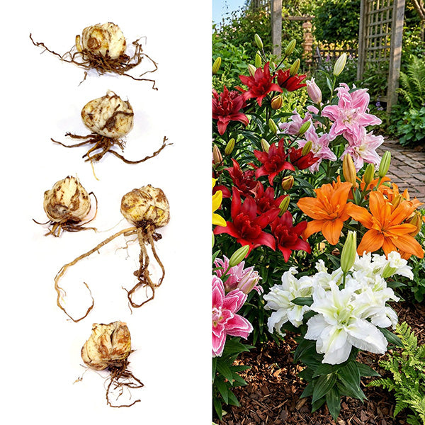 Double Asiatic Lily Bulbs – 5 Bulbs - Decor Steals