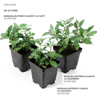 can you plant buddleia in pots Buddleia Live Plants in Pots, Set of Three