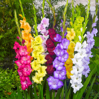 Tall flowering gladiolus spikes 3-4 feet high perennial bulbs